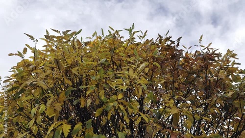 autumn tree with sky in norway
