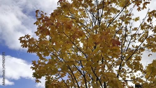 autumn tree with sky norway