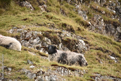 A sheep with thick wool and curved horns grazes on a rocky hillside, with another partly visible sheep nearby in a rugged, grassy landscape.