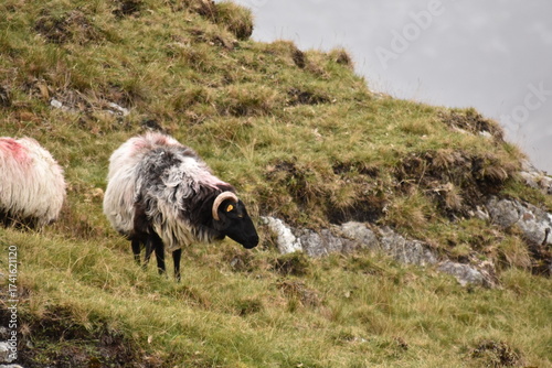 A sheep with thick wool and curved horns grazes on a rocky hillside, with another partly visible sheep nearby in a rugged, grassy landscape.