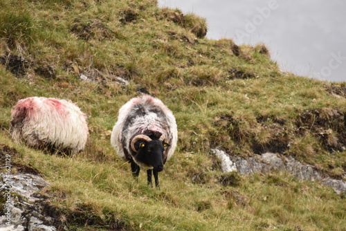 A sheep with thick wool and curved horns grazes on a rocky hillside, with another partly visible sheep nearby in a rugged, grassy landscape.