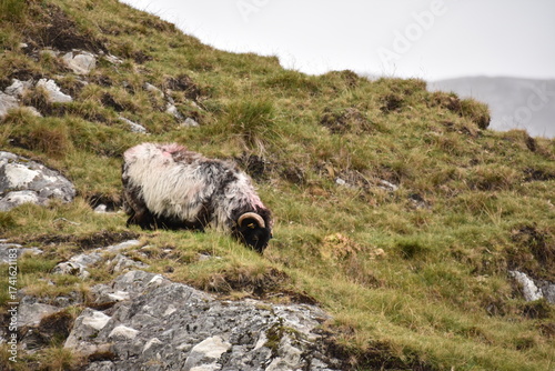 A sheep with thick wool and curved horns grazes on a rocky hillside, with another partly visible sheep nearby in a rugged, grassy landscape.