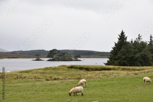 A sheep with thick wool and curved horns grazes on a rocky hillside, with another partly visible sheep nearby in a rugged, grassy landscape.