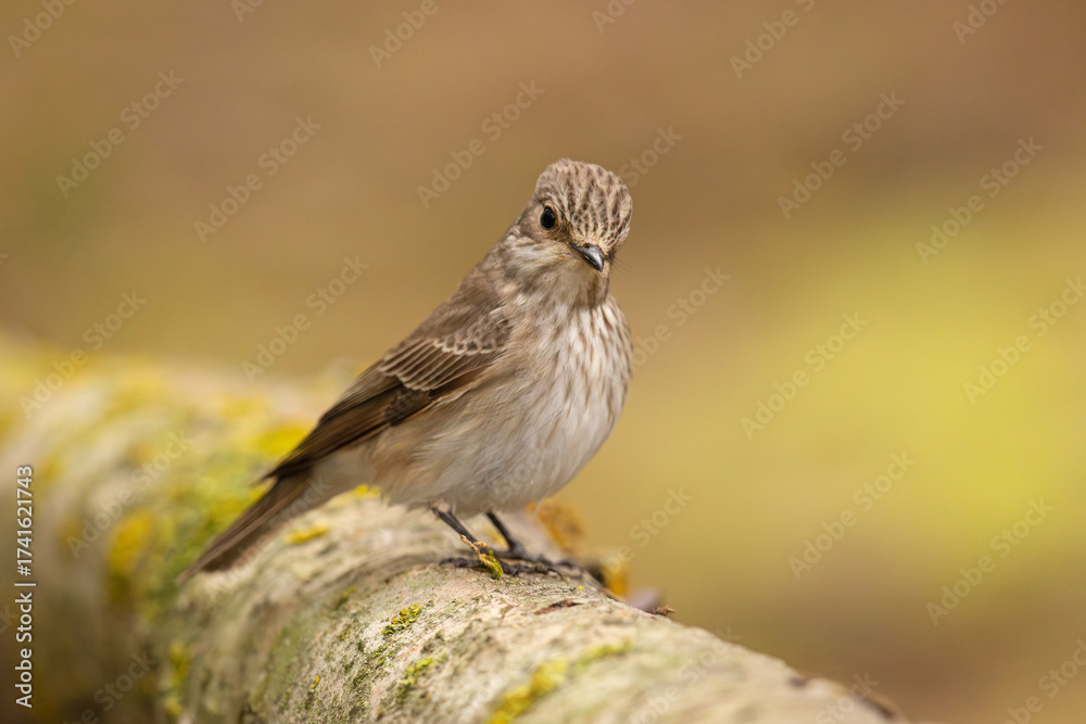 Fototapeta premium Muchołówka szara (Muscicapa striata)