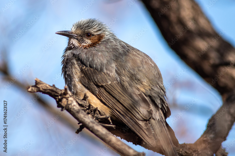 Fototapeta premium Close-up of a bird perched on a branch