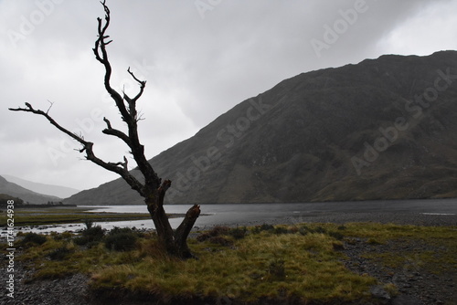 A solitary, leafless tree stands by a lake on a cloudy day, with a large dark mountain rising in the background, creating a dramatic and moody landscape.