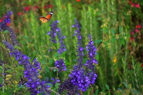 A plain tiger, or African queen, or Danaus chrysippus butterfly flying over salvia farinacea flowers
