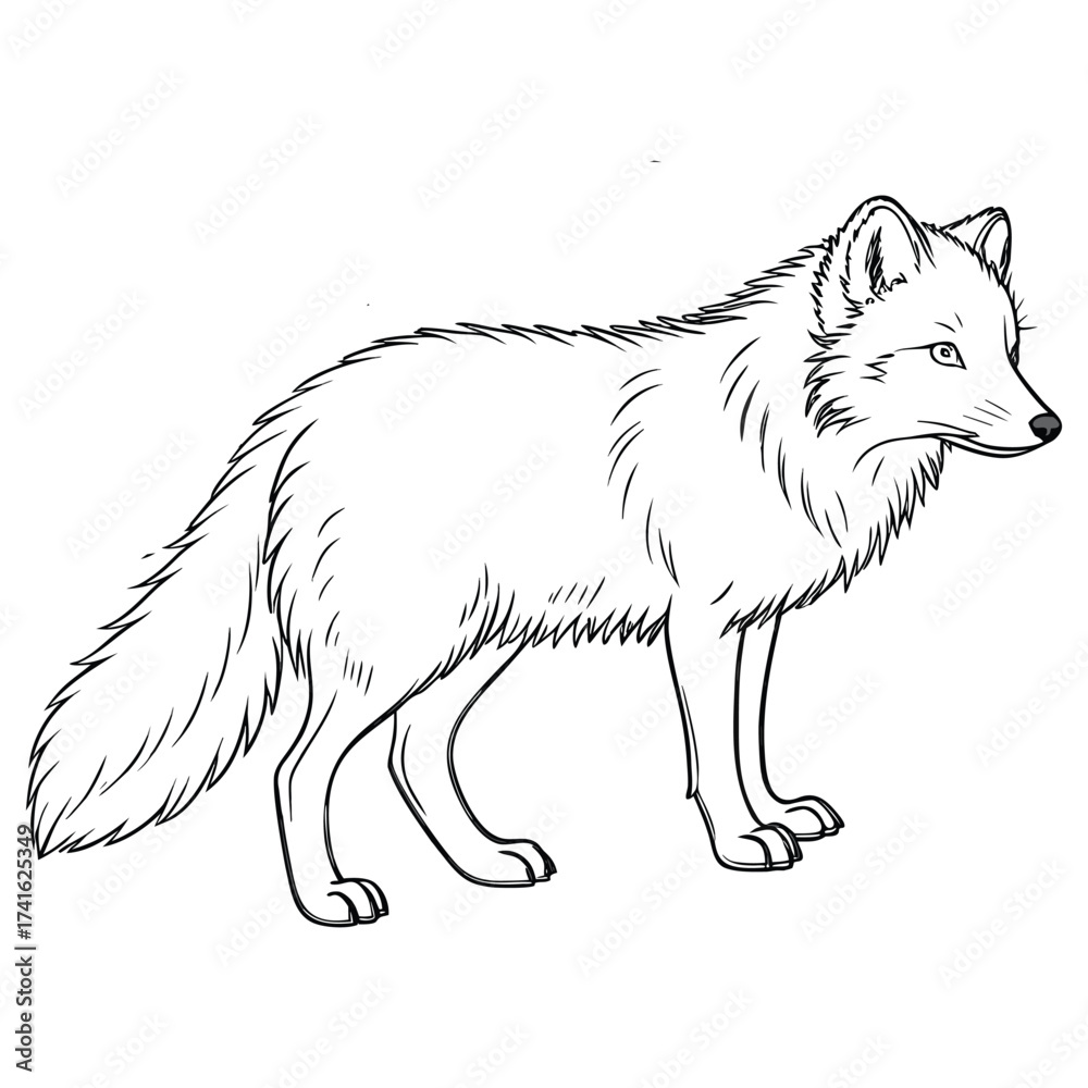 Fototapeta premium Arctic Fox