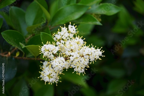 Wax leaf privet, or Ligustrum japonicum, plant white flowers, in a garden in Athens, Greece