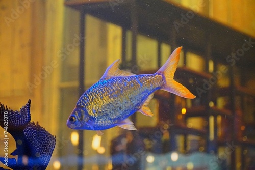 A blue fish with orange fins and tail, in an aquarium in Greece