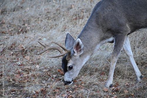 deer in the woods