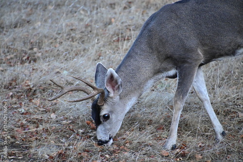 deer in the woods
