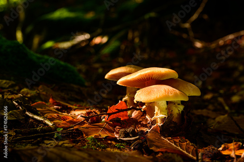 Close-up macro photo of a cluster of golden-orange mushrooms growing among autumn leaves on the forest floor. 