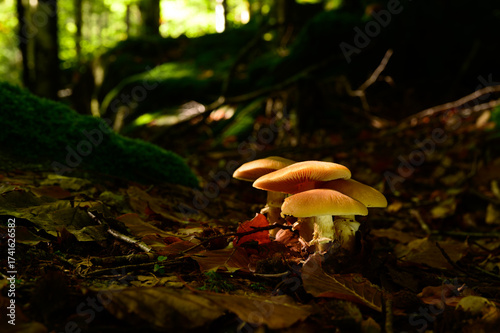 Close-up macro photo of a cluster of golden-orange mushrooms growing among autumn leaves on the forest floor. 
