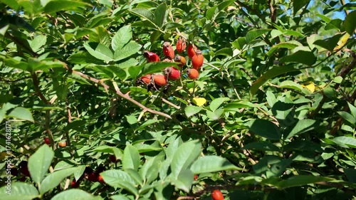 Rosehip is a wild plant genus of the rose family. A variety of rosehip is a rose