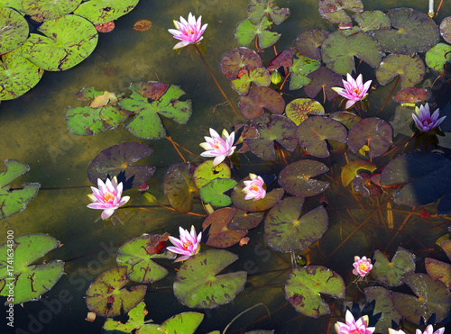 Water lily flowers on the surface of the pond.