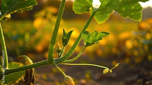 Vegetation Macro Shot Captures The Essence Of Nature's Botanical Marvels