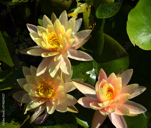 Water lily flowers on the surface of the pond.