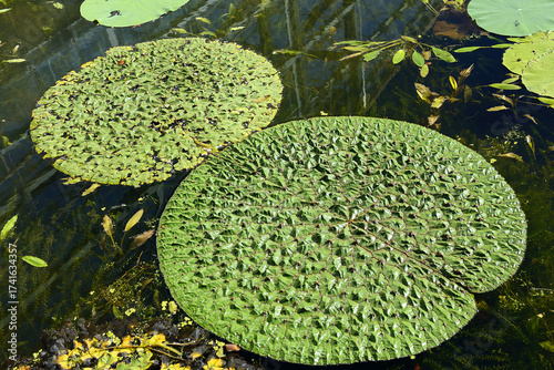 Large circular, green and curly leaves on the surface of a pond as a background