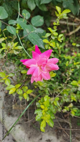 pink flower in the garden