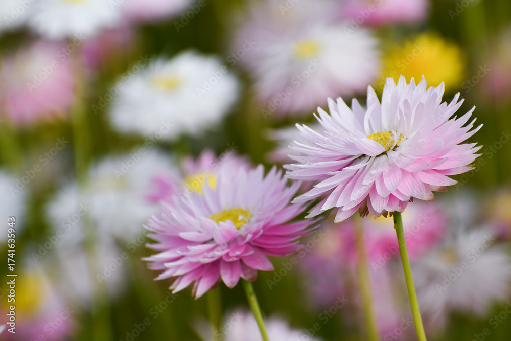 Fototapeta premium Two Blooming Daisies Side by Side