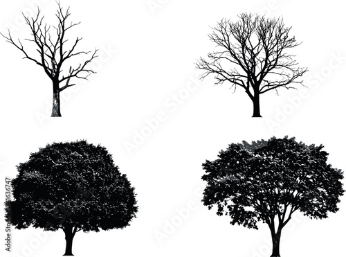 Set of four tree silhouettes showing seasonal variation and structural diversity, perfect for nature, landscape, and botanical design themes.
