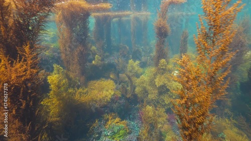 Algae underwater seascape below water surface in the Atlantic ocean, natural scene, Spain, Galicia