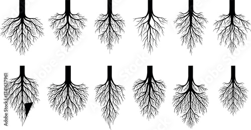 Set of Stylized Tree Root System Silhouettes with Diverse Branching Patterns for Botanical, Nature, and Educational Vector Illustration Design