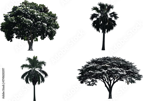 Set of tropical and deciduous tree illustrations with diverse foliage, trunk shapes, and canopy styles for landscape and nature design