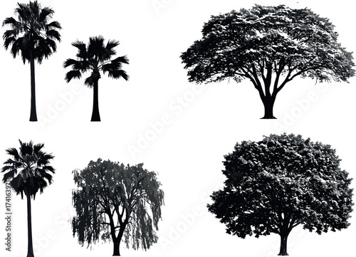 Silhouette collection of tropical and deciduous trees including palm, willow, and broadleaf species for landscape, nature, and botanical design.