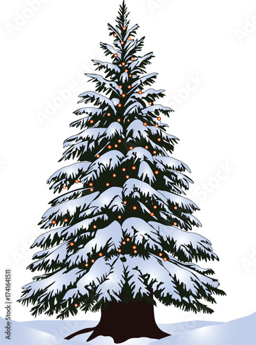 blue high winter fir isolated on white
