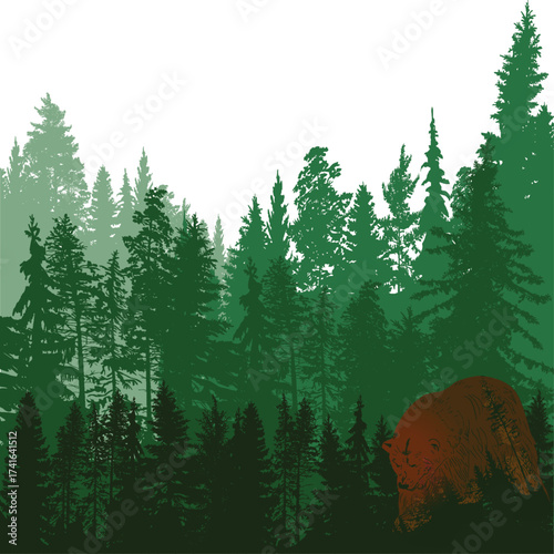 firs green solid forest on white background