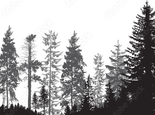 thin firs dark grey forest on white