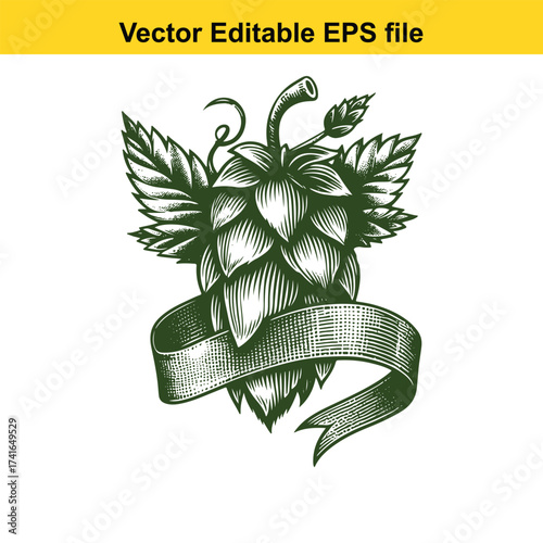 Vector art of engraved hop cone with ribbon