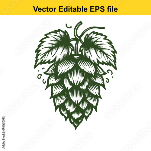 Vector art of detailed illustration of a hop cone with leaves