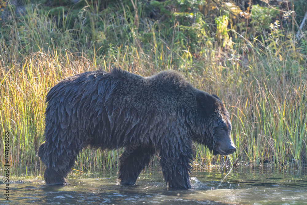 Fototapeta premium The brown bear (Ursus arctos) is a large bear native to Eurasia and North America. Firehole River, near Firehole River Picnic Area Yellowstone National Park, Wyoming. 
