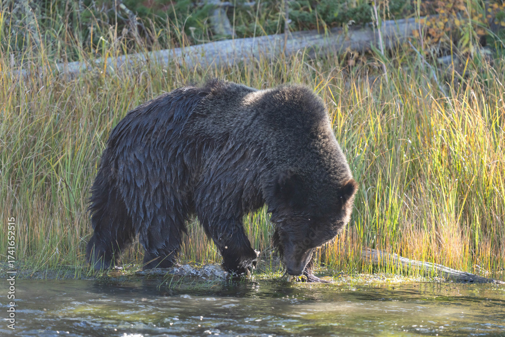Fototapeta premium The brown bear (Ursus arctos) is a large bear native to Eurasia and North America. Firehole River, near Firehole River Picnic Area Yellowstone National Park, Wyoming. 