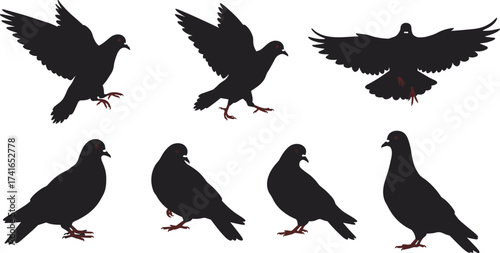Silhouette pigeons in flight and standing, black bird illustration, red eyes and feet, urban wildlife design, ornithology, animal behavior study