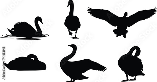 Swan silhouettes swimming, standing, and flying, black bird illustration, elegant wildlife design, nature art, animal behavior study, graceful waterfowl concept