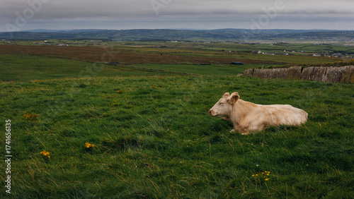Cows grazing on the Cliffs of Moher, County Clare, Ireland.