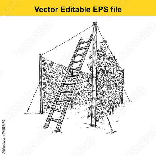 Vector art of vineyard trellis with a ladder and growing plants