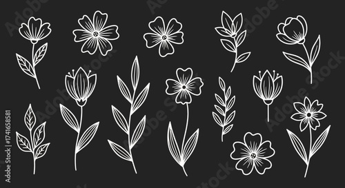 Chalkboard Style Hand Drawn Botanical Illustrations of Delicate Flowers and Leaves for Artistic Design Projects