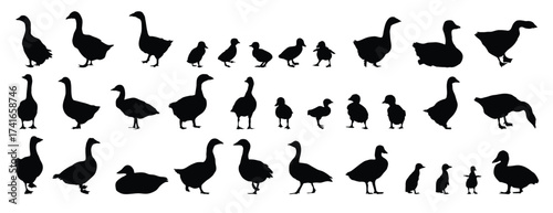 goose and gosling silhouette set. goose and gosling isolated farm animal silhouette icon vector collection