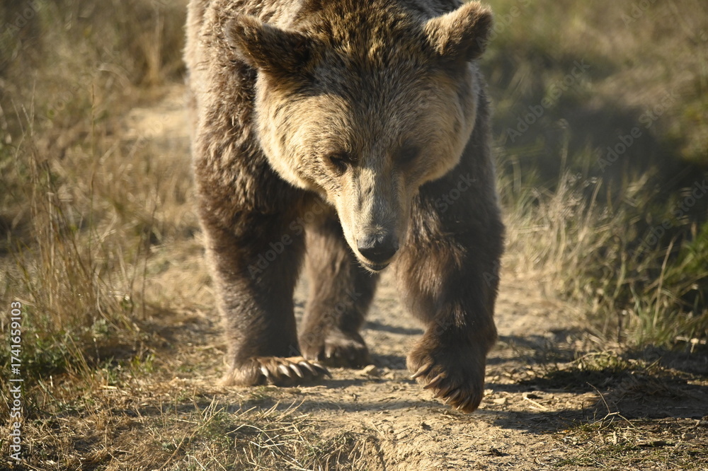 Fototapeta premium brown bear eating grass, searching for some food in the area, walking and eating berries on his way