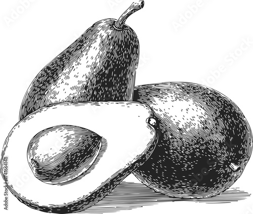 Avocado sketch hand drawn whole and halved fruit detailed engraving — stock vector