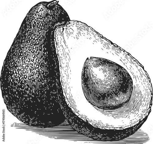 Avocado sketch hand drawn whole and half fruit with seed — stock vector