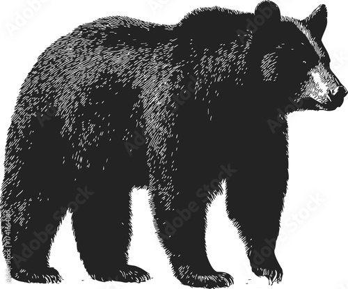 Black bear sketch hand drawn side view detailed fur illustration — stock vector