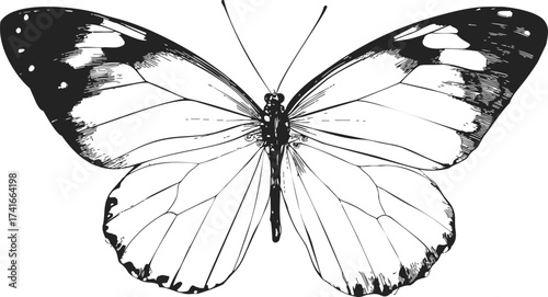 Butterfly sketch hand drawn detailed wings symmetrical black and white illustration — stock vector