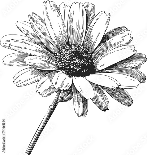 Daisy flower sketch, hand drawn botanical line art with detailed petals and stem — stock vector