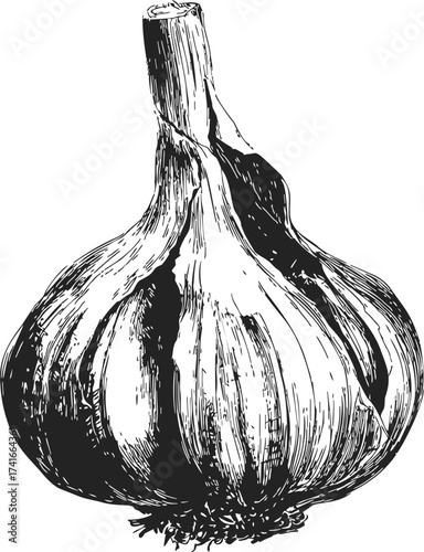 Garlic bulb sketch, hand drawn botanical style, detailed black and white illustration — stock vector